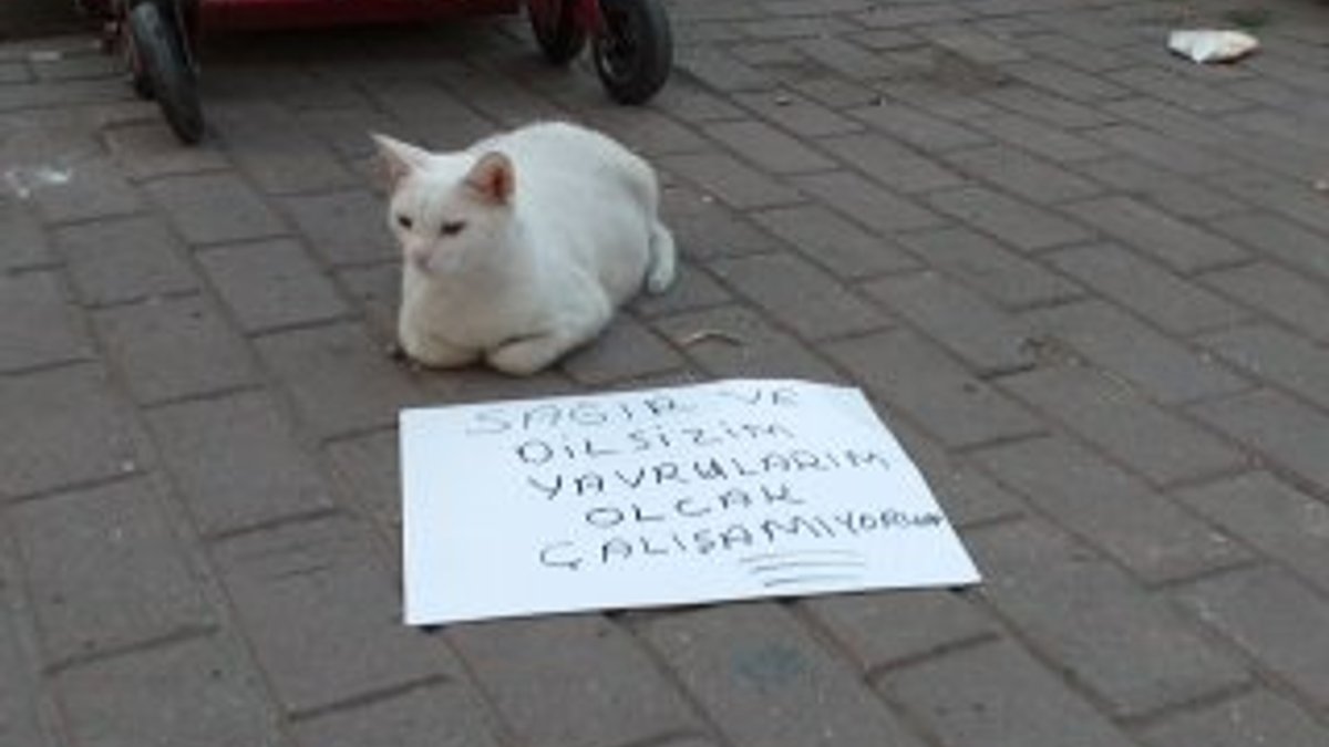 Bursa'da hamile kedi için döviz hazırlandı