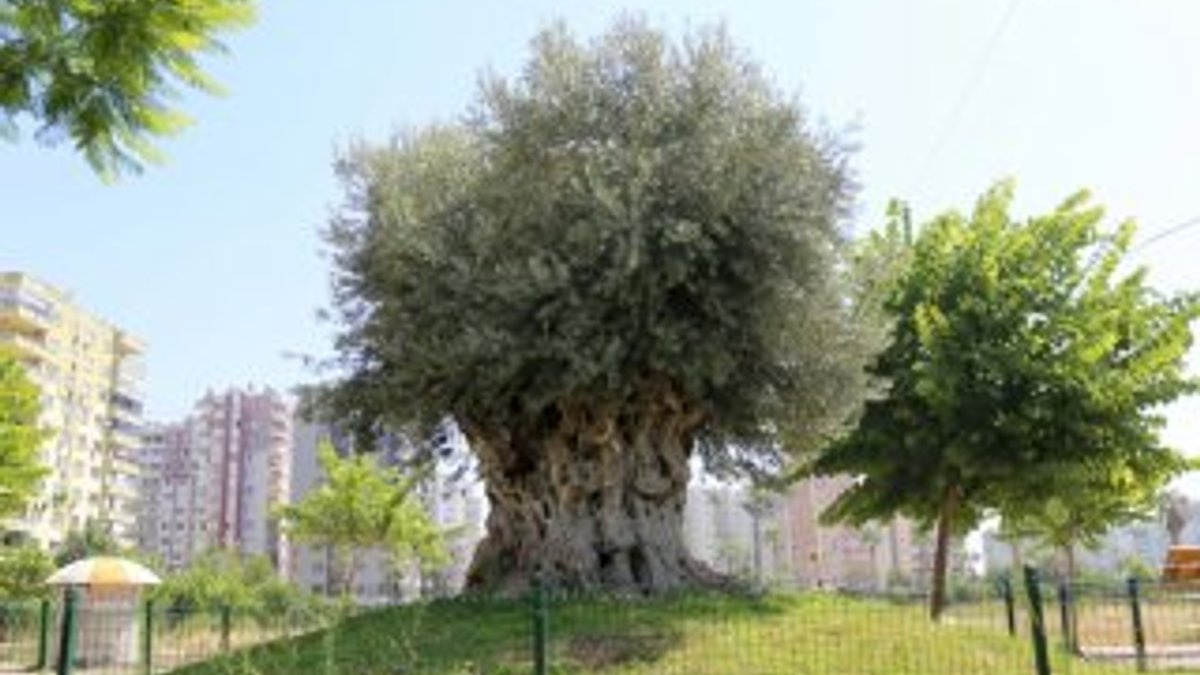 Mersin'de 1.500 yıllık zeytin ağacı