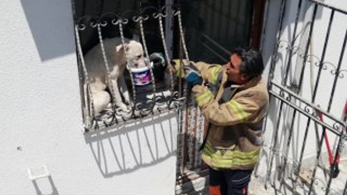 Pencere parmaklıklarına sıkışan köpek kurtarıldı