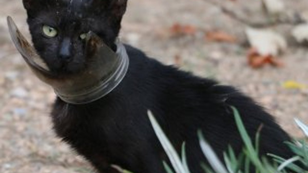 Kedi kurtarma operasyonunda 'mangal' yöntemi de fayda etmedi