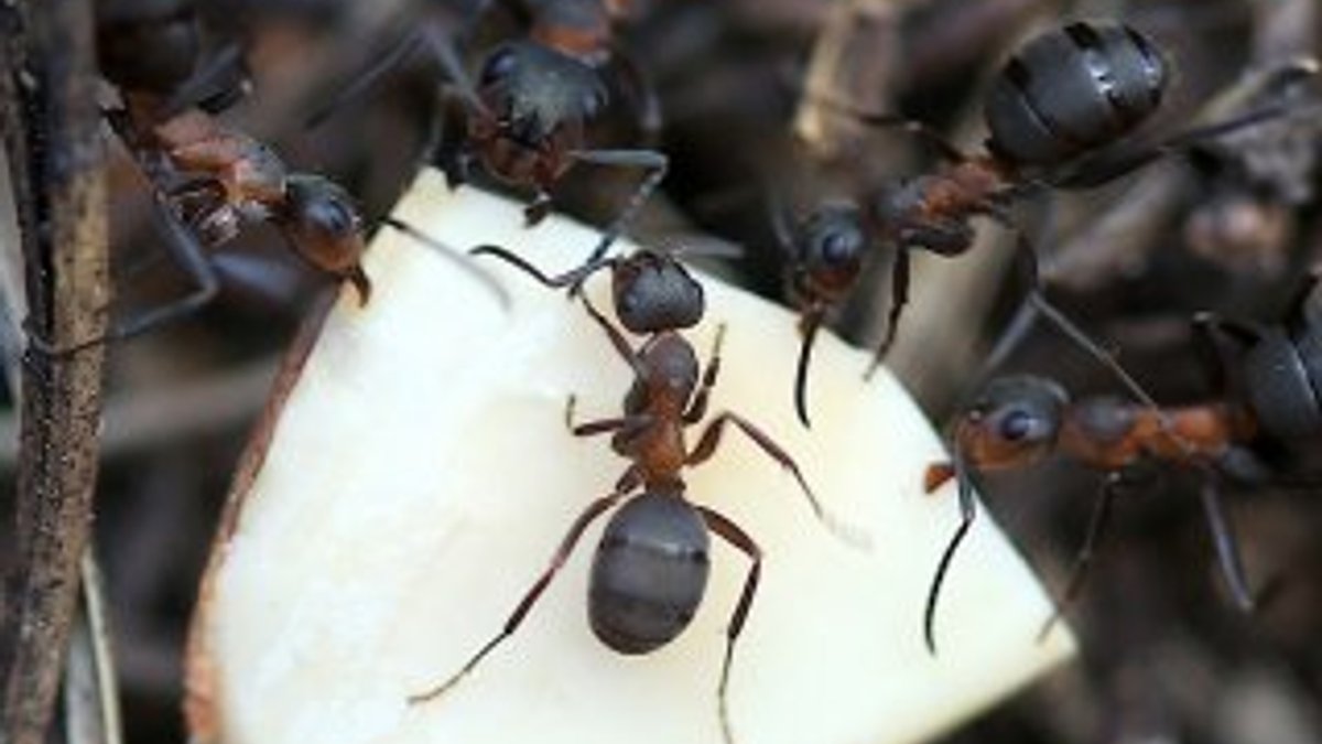 Kırmızı karıncalar ormanların gönüllü koruyucusu oldu