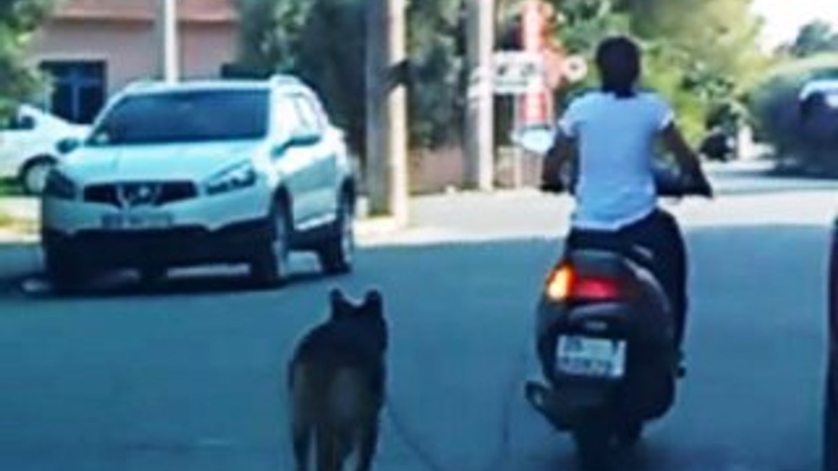 Muğla'da köpeğini motosiklete bağlayan kadına tepki