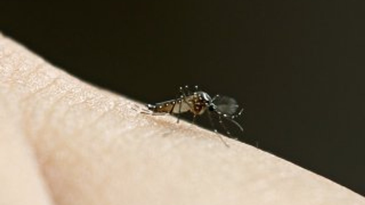 ABD'de sivrisinekler ölüm tehlikesi saçıyor