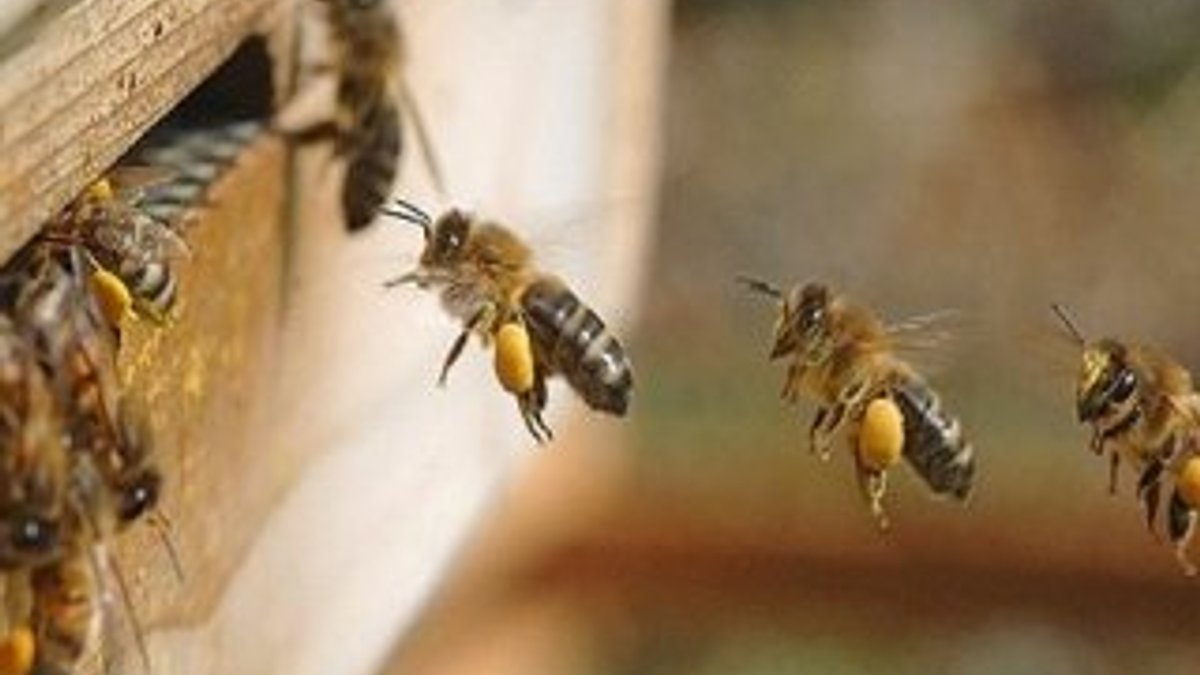 İngiltere'de Türk arısı alarmı