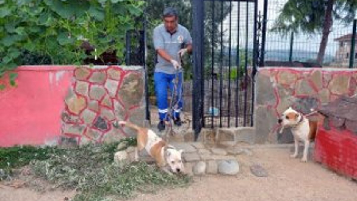 Pitbull köpeklerle korunan çete liderinin evine baskın