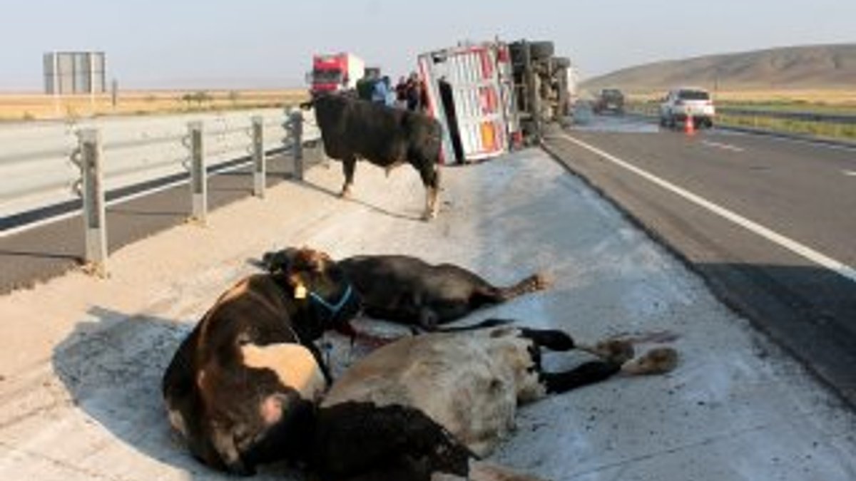 Aksaray'da büyükbaş hayvan yüklü tır devrildi: 2 yaralı