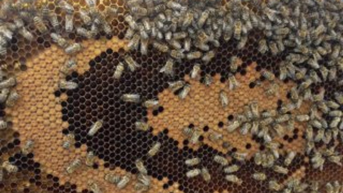 Bal arıları petek üzerinde ay yıldız şekli oluşturdu