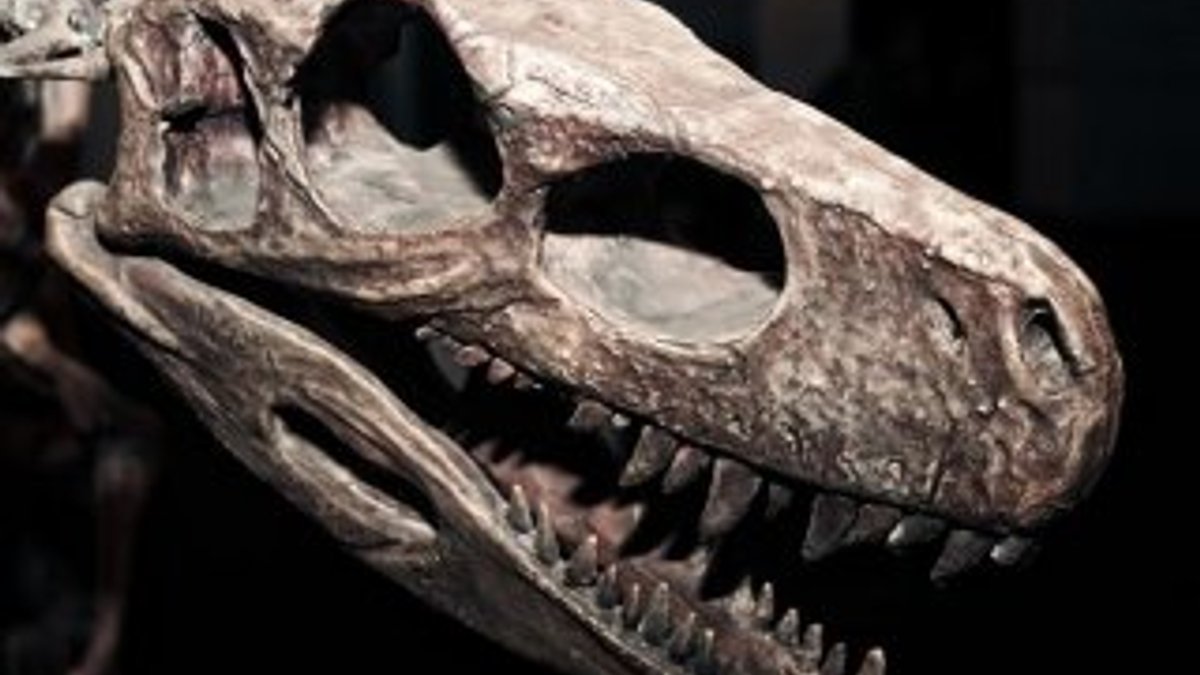 300 kilo ağırlığında olan yeni bir dinozor türü keşfedildi