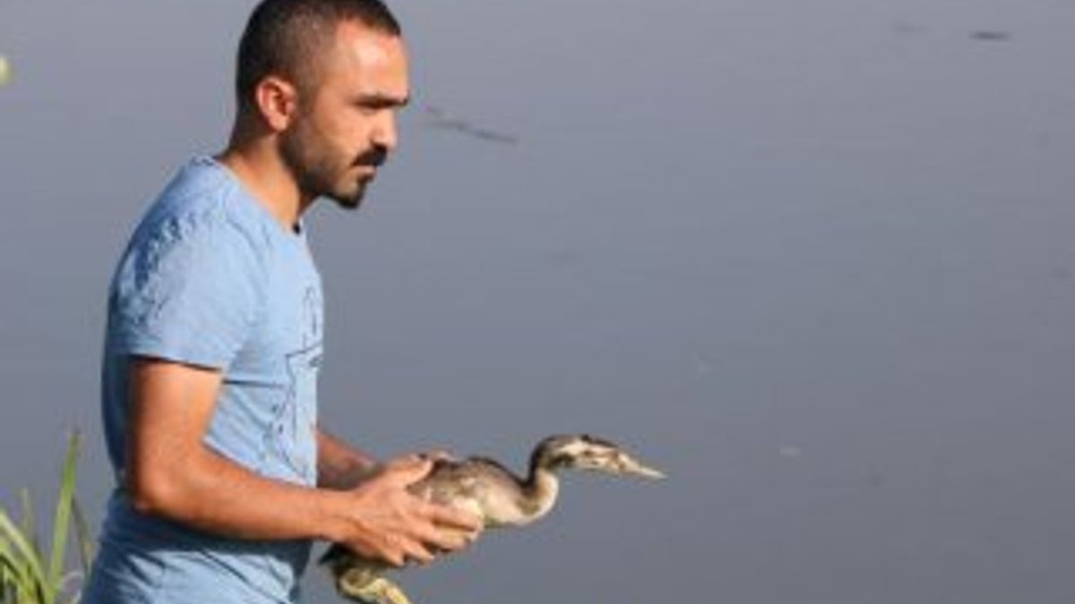Hakkari'de yaralı balıkçıl, tedavi sonrası doğaya bırakıldı