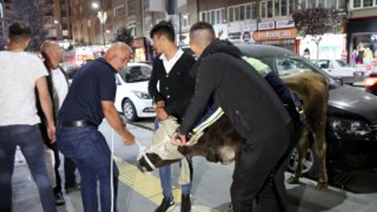 Kaçan kurbanlığı polis ve vatandaşlar yakaladı