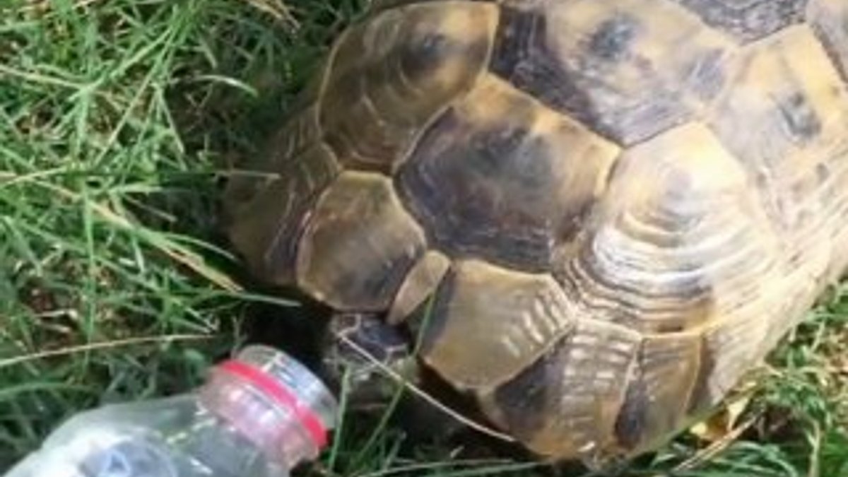 Siirt'te sıcaktan bunalan kaplumbağaya şişeden su verdiler