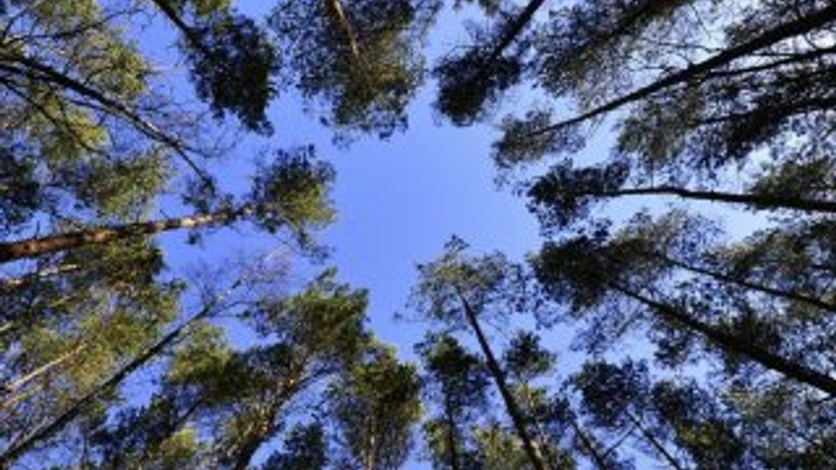 Hükümlüler 1 milyon ağaç dikti