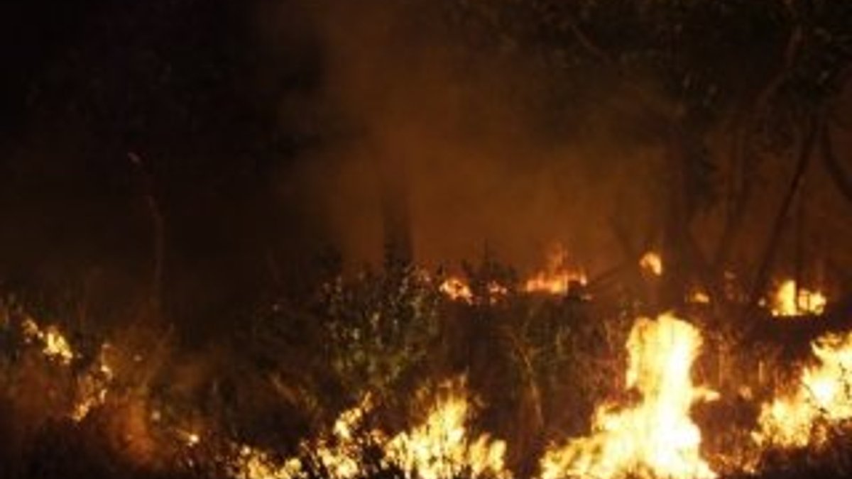Burhaniye’de ot yangını mandalina bahçesini kül etti