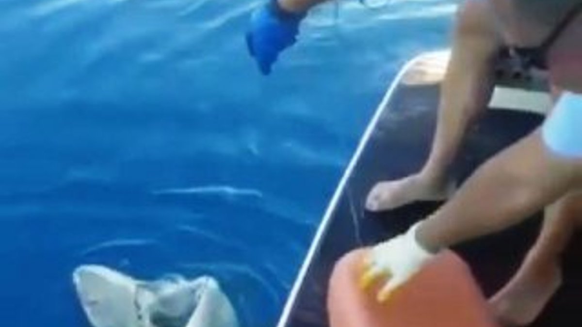 Antalya'da 3 metrelik köpek balığı oltaya takıldı