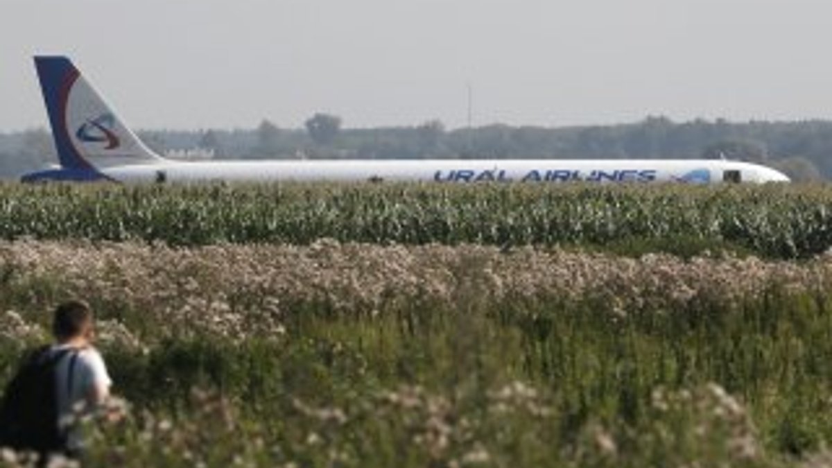 Rusya'da bir uçak kuş sürüsüne çarpınca acil iniş yaptı