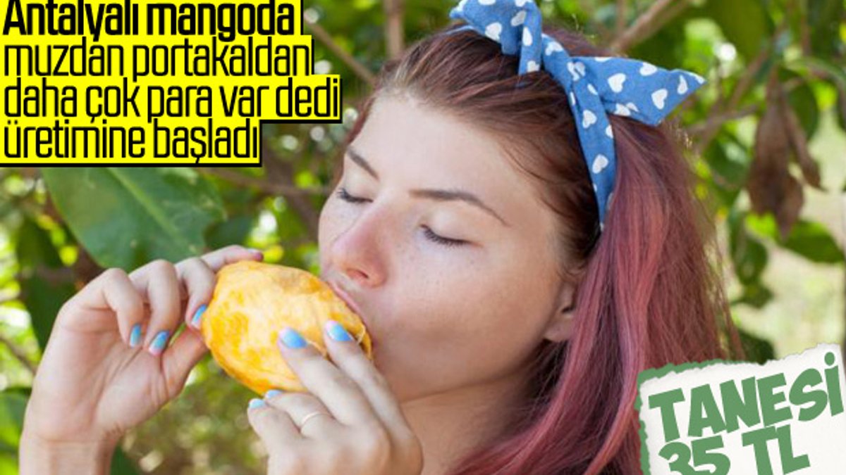 Türkiye ithal ettiği mangoyu artık ihraç ediyor