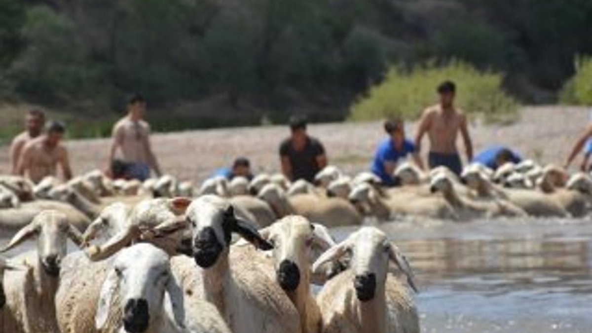 Sivas'ta geleneksel dereden koyun geçirme töreni yapıldı