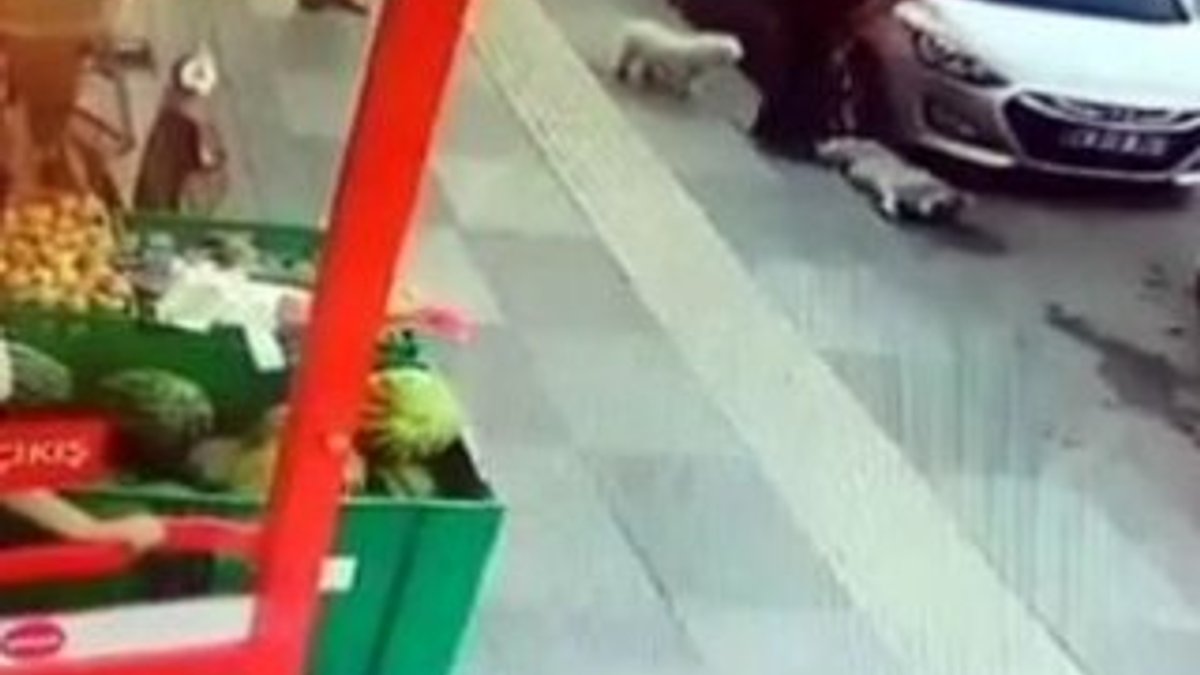Ankara'da bir cani sokak köpeğini tekmeledi