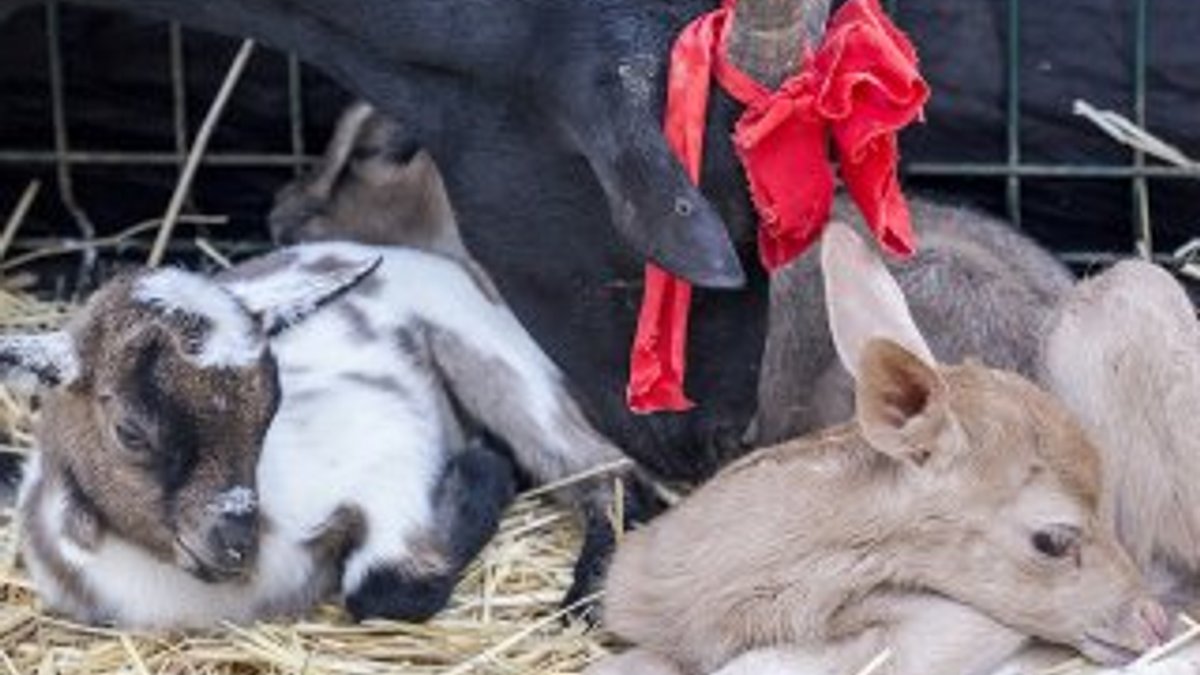 İstanbul'da keçi, alageyiğe annelik yaptı