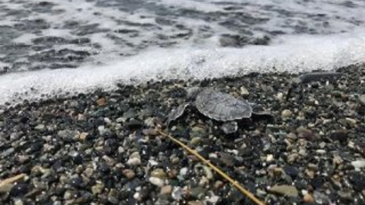 Hatay'da 60 deniz kaplumbağa yavrusu denize bırakıldı