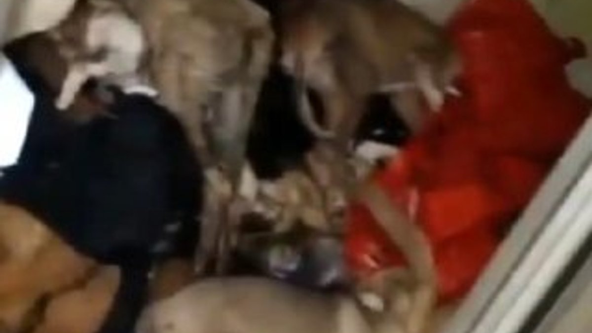 Antalya'daki barınakta hayvanlar çürüdü