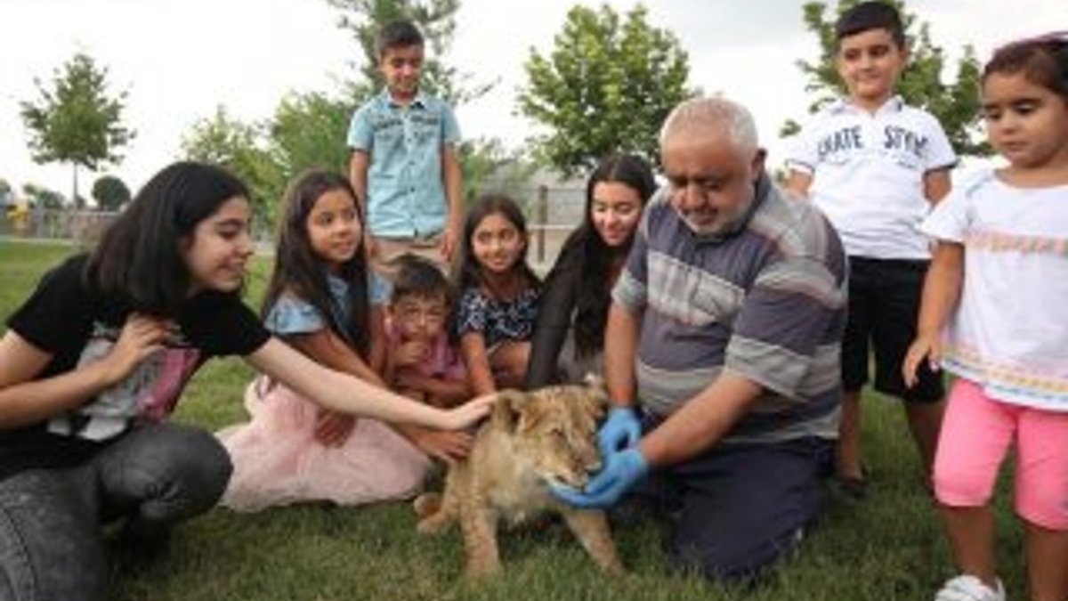 Kayseri'de annesinin reddettiği aslana bakıcı şefkati