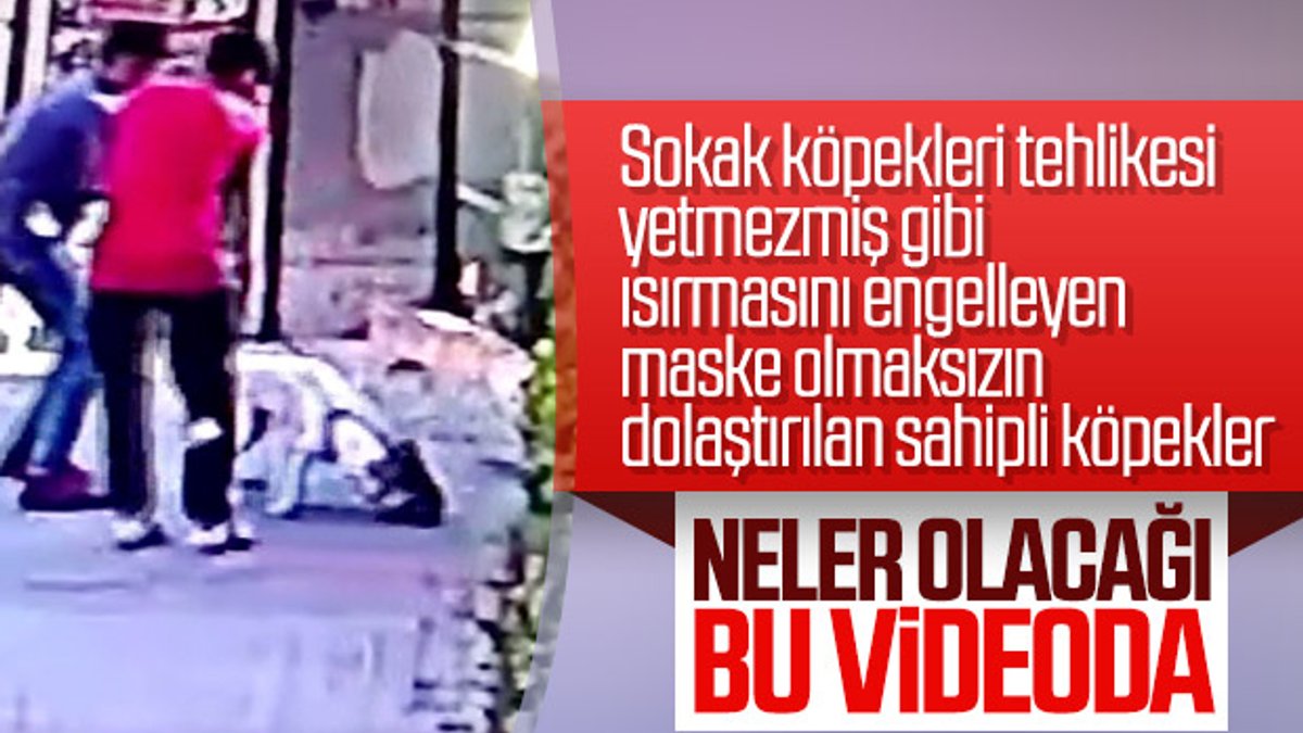 İstanbul'da pitbull cinsi köpek bir kediyi parçaladı