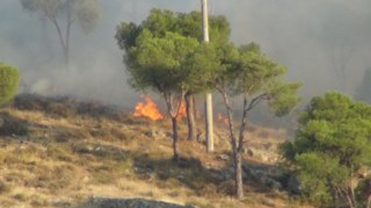 Balıkesir'de sigara izmariti ormanı yaktı