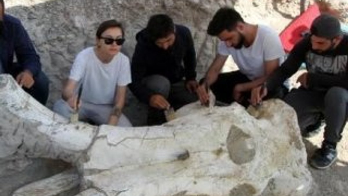 Kayseri'de 7,5 milyon yıllık dev fosil bulundu