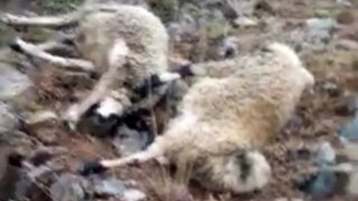 Tunceli'de yıldırımın isabet ettiği 20 koyun telef oldu