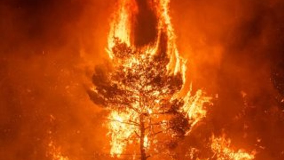 Amazon'da çıkan yangın sayısında büyük artış
