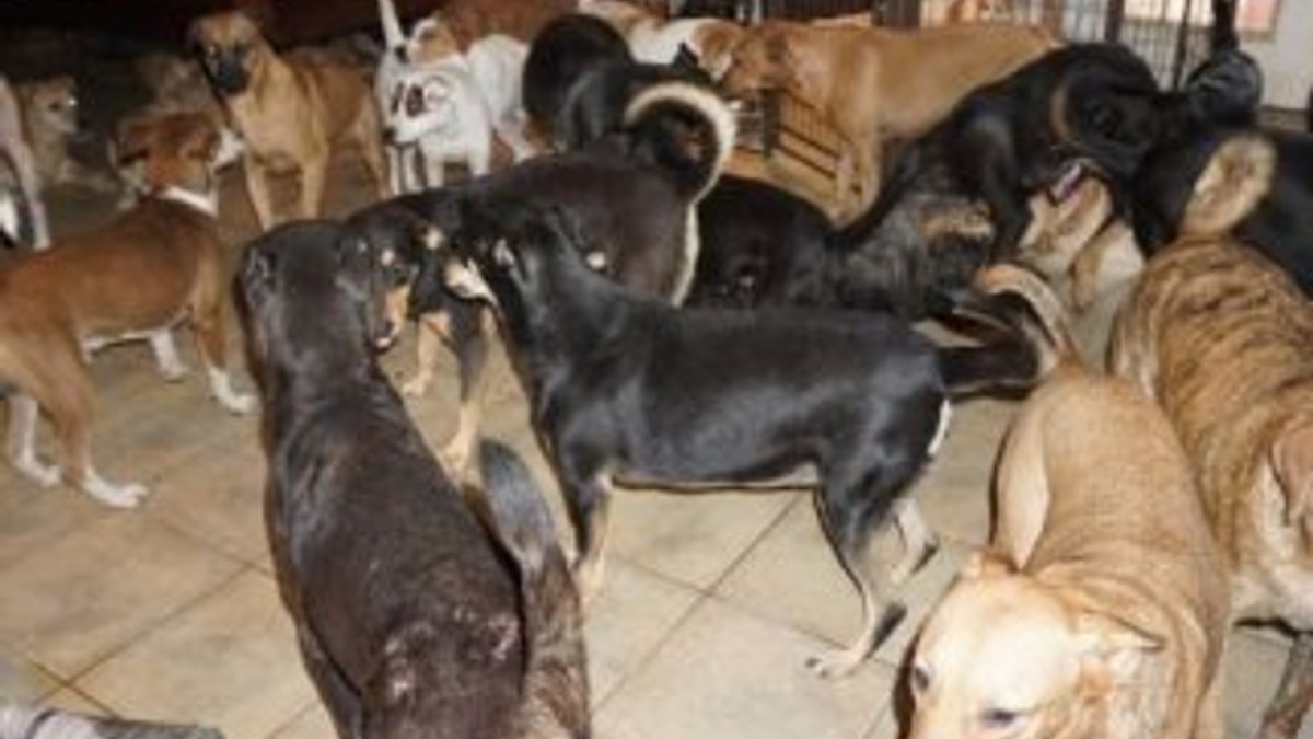 Kasırgadan kaçan 97 köpeği evine aldı
