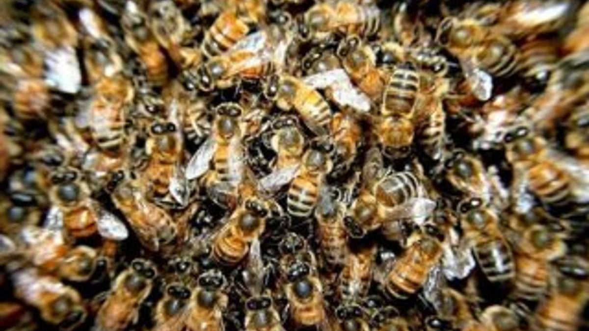 Arıların saldırdığı 19 kişi hastaneye kaldırıldı