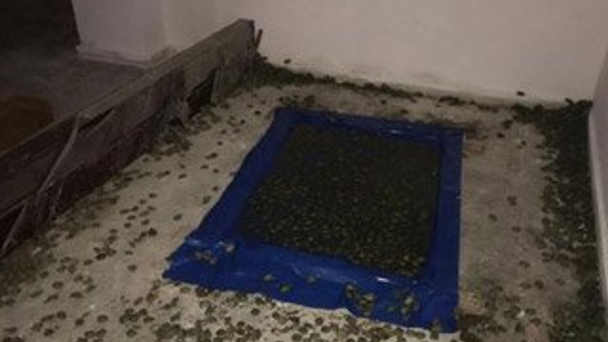 Sınır kapısında 2 bin 500 kaplumbağa bulundu