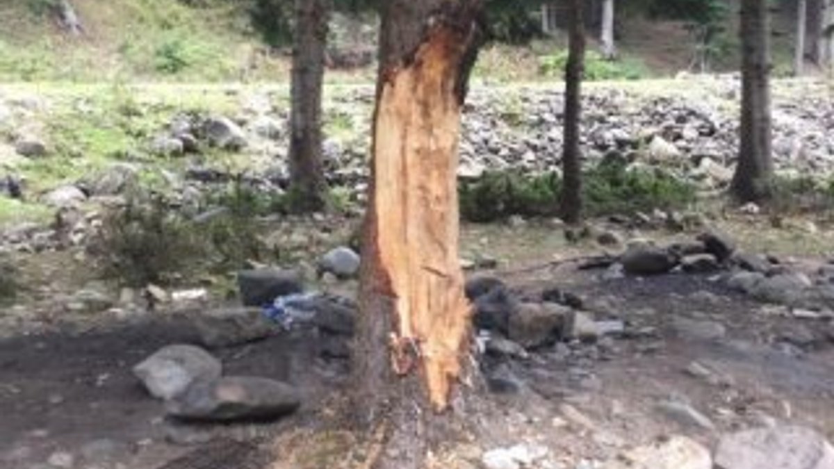 Trabzon'da 5 liralık çıra için ağaçları oydular