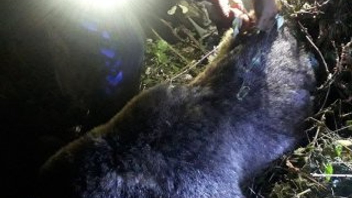 Kastamonu'da bahçe teline takılan yavru ayı öldü