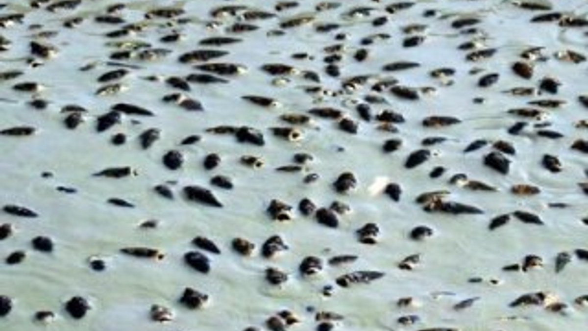 Kırklareli'de suların çekilmesiyle balıklar telef oldu