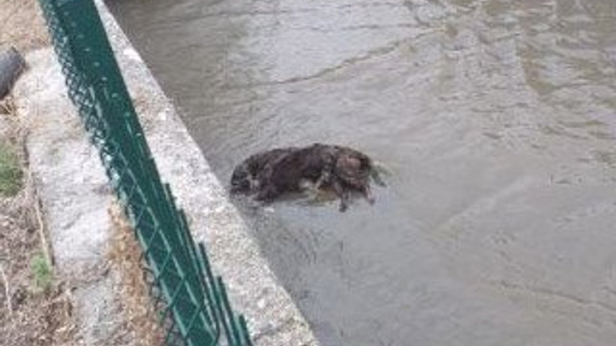 Ankara'da 3 köpeği zehirleyip kanala attılar