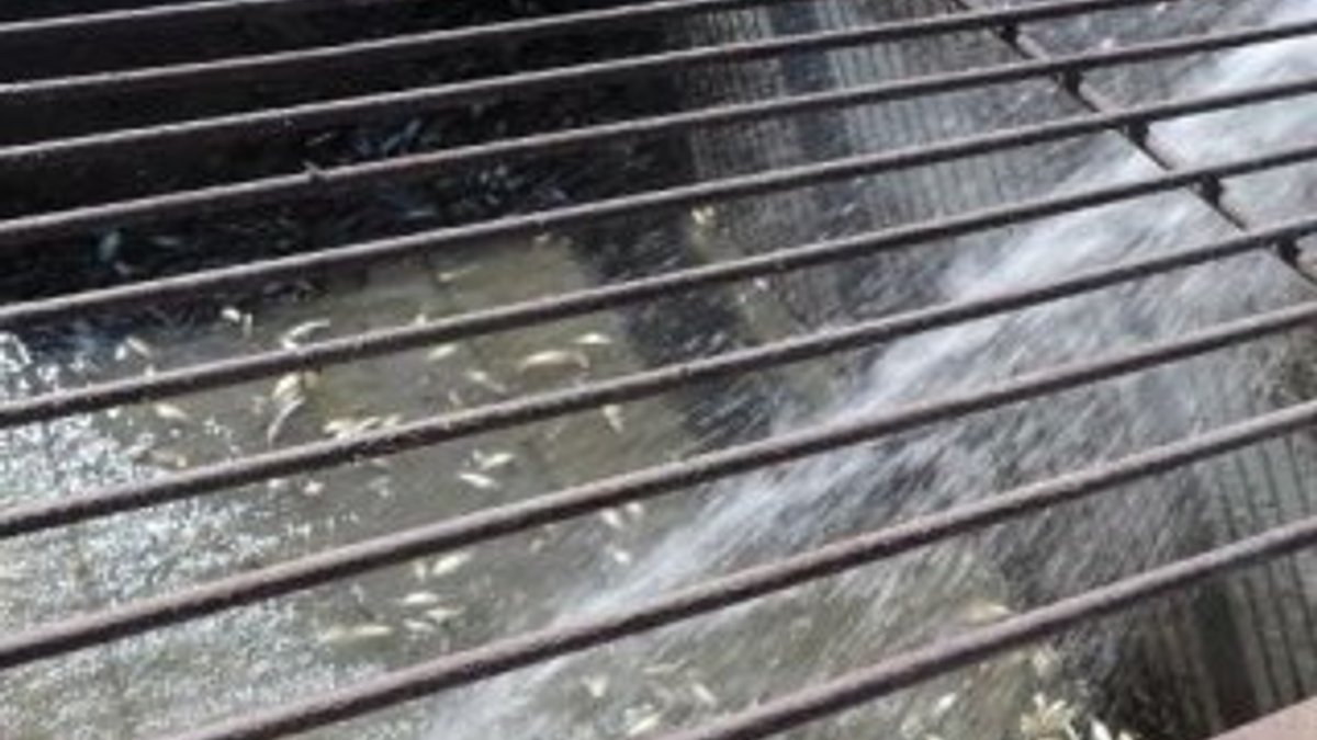 Edirne'de ölmek üzere olan balıkları itfaiye kurtardı