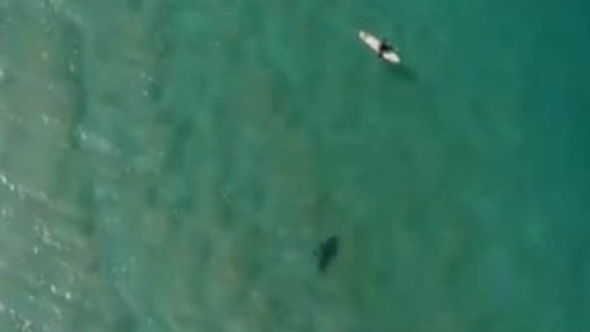 Avustralya'da köpek balığından drone ile kurtuldu