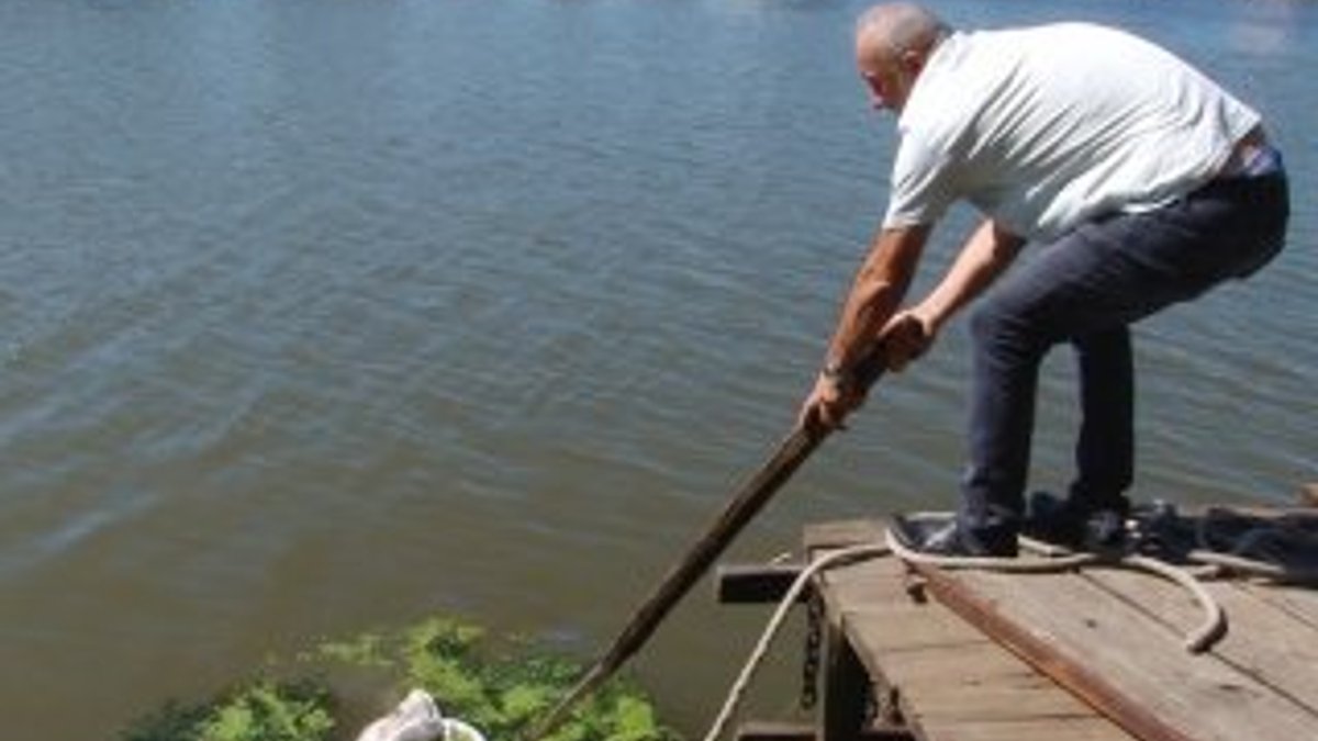 Sakarya'da iş yeri sahipleri nehirden ölü tavuk topladı