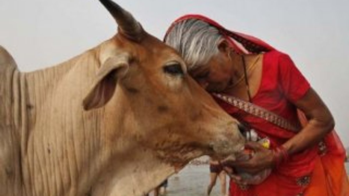 Hindistan'da inek kesen kişi linç edildi