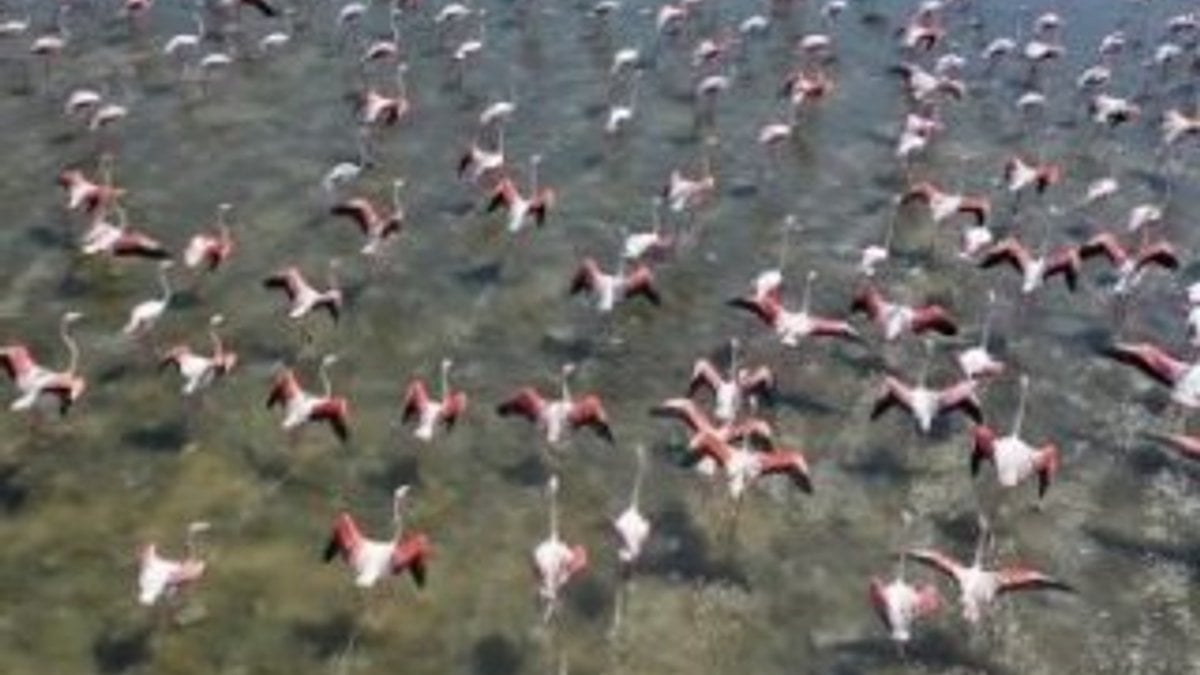 Serçin'e flamingo akını