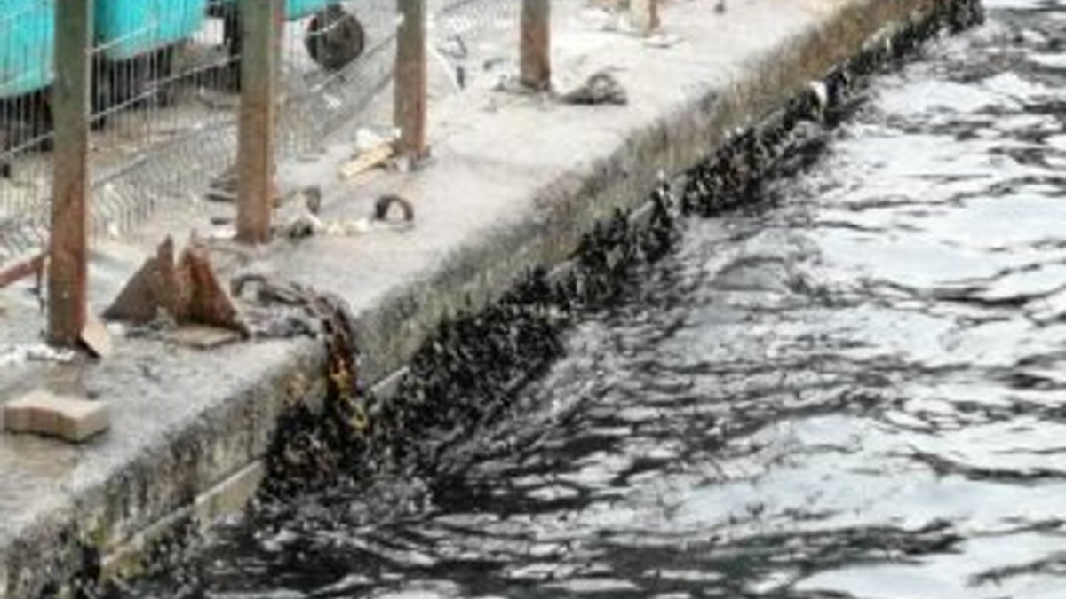 İstanbul'da zehir saçan midyeleri topluyorlar