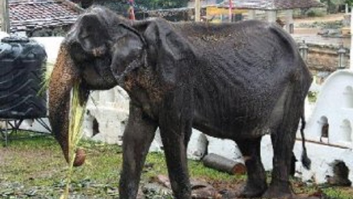 70 yaşındaki fil öldü