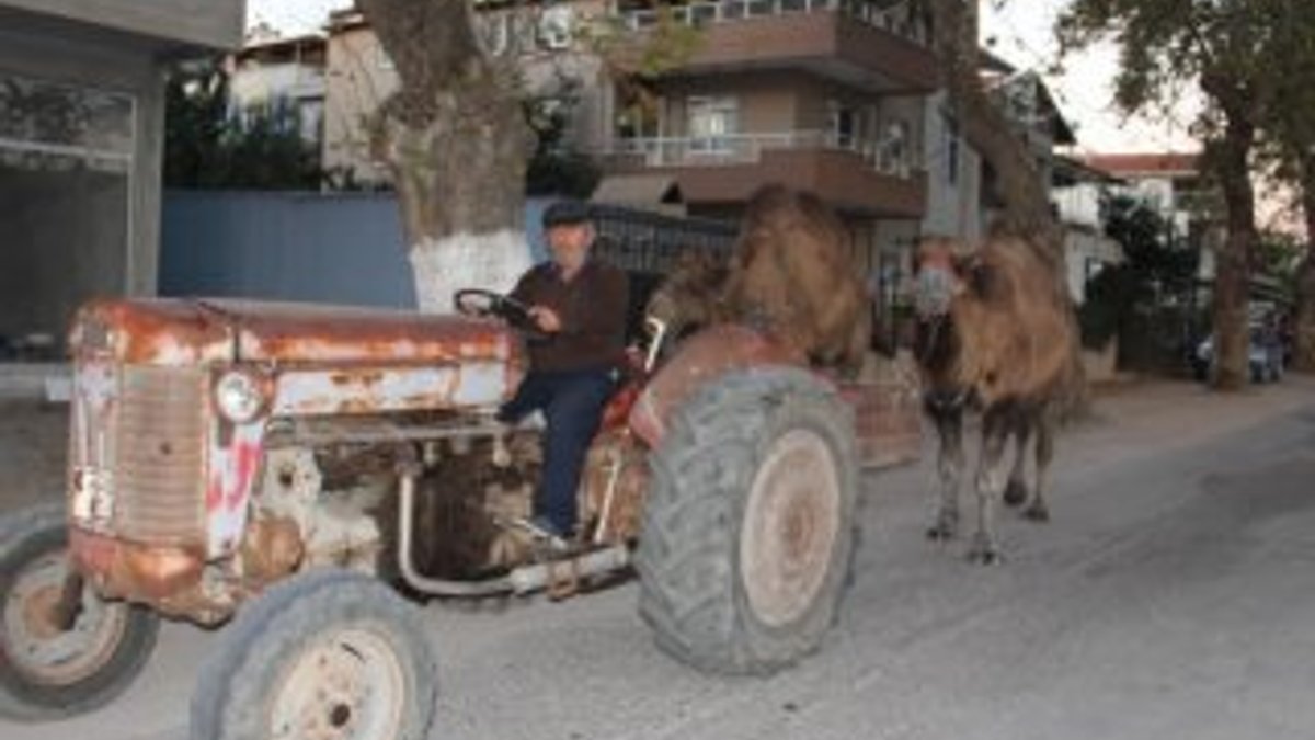 Güreş develeri traktörle antrenman yapıyor