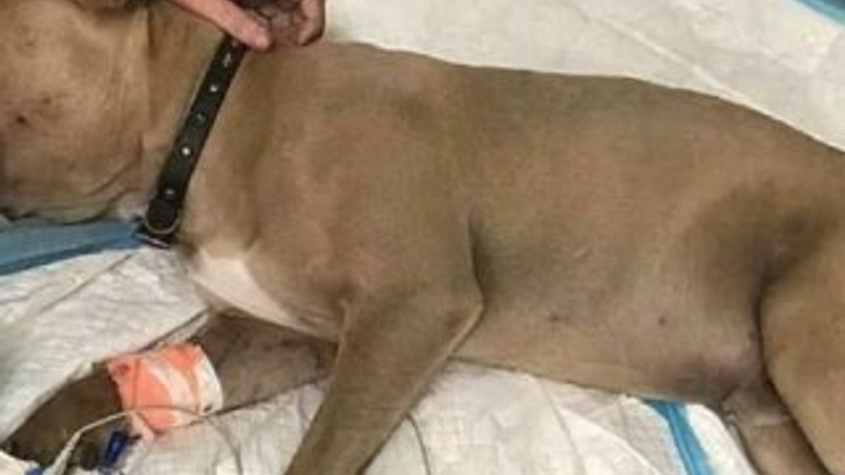 ABD'de çocukları koruyan pitbull hayatını kaybetti