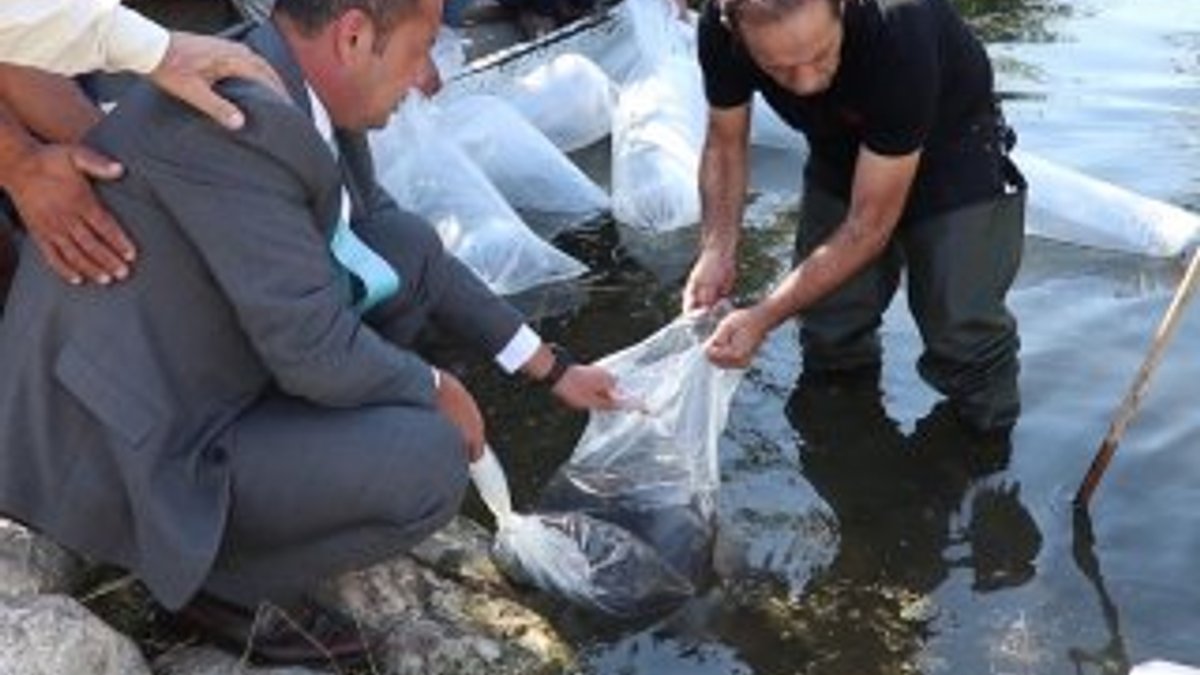 Gölhisar'da 2 bin yayın balığı göle bırakıldı