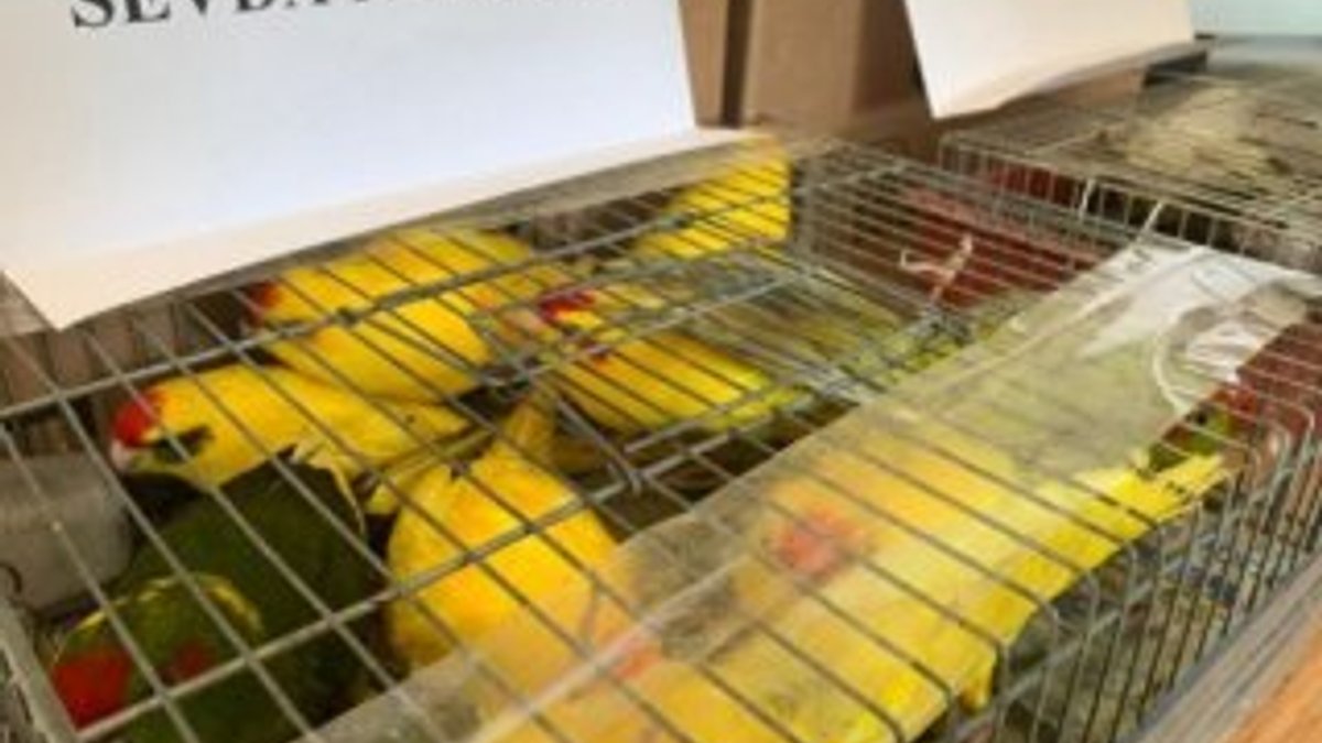 Hayvan ticareti operasyonu: 45 papağan ele geçirildi