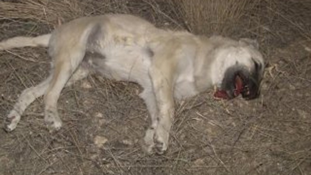 Başkent'te iki köpek zehirli sosislerle öldürüldü